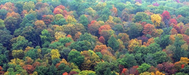 An aerial view of a dense forest in autumn. The foliage displays a vibrant mix of colors, including greens, yellows, oranges, and reds. The variation in hues creates a rich and colorful tapestry across the landscape.