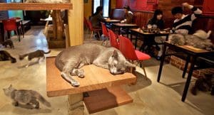 A cozy cat café with several cats roaming around. In the foreground, a gray cat sleeps on a wooden platform attached to a column. In the background, people sit at tables enjoying their drinks, with more cats interacting around them. The decor is warm and inviting.