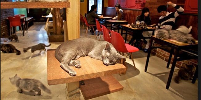 A cozy cat café with several cats roaming around. In the foreground, a gray cat sleeps on a wooden platform attached to a column. In the background, people sit at tables enjoying their drinks, with more cats interacting around them. The decor is warm and inviting.